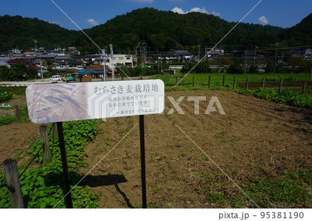 むらさき麦 95381190