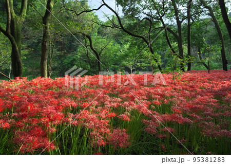 彼岸花の赤 彼岸花の赤 95381283