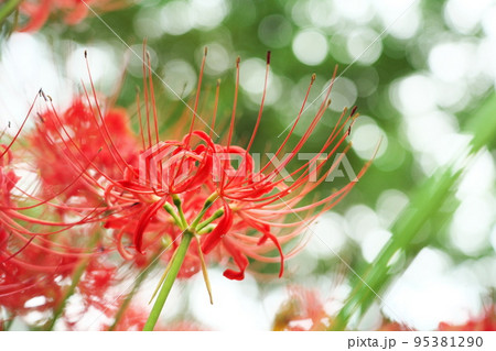 彼岸花の赤 95381290