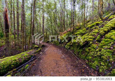 Mt Field National Park in Tasmania Australia 95381663