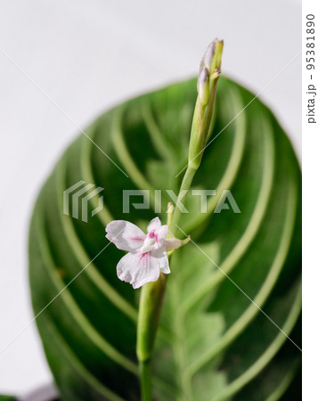 Pink flower of maranta lemon lime plant 95381890