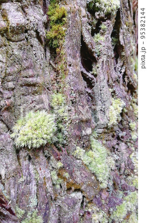 紅葉の名所:鰐淵寺までの道のりにて 紅葉の名所:鰐淵寺までの道のりにて 95382144