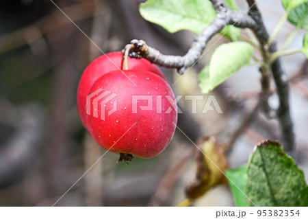 ひめりんご 姫林檎 の写真素材