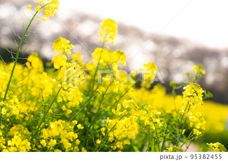 菜の花 菜の花 95382455