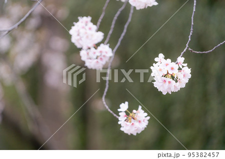 クローズアップされた桜の花 クローズアップされた桜の花 95382457