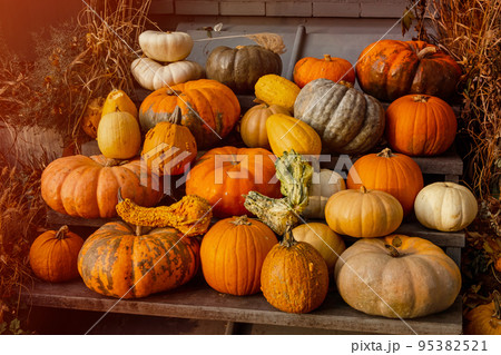 Fresh and colorful pumpkins. Pumpkin standing out of the crowd. Autumn 95382521