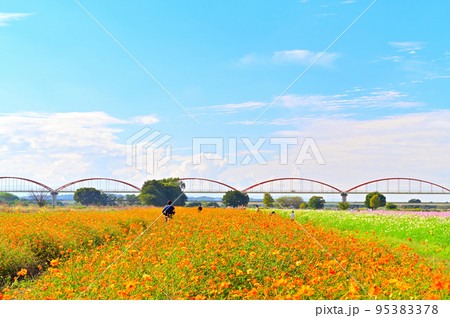 吹上コスモス畑　埼玉県鴻巣市 95383378
