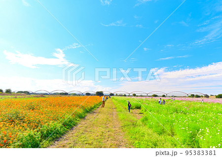 吹上コスモス畑　埼玉県鴻巣市 95383381