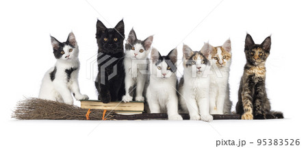 Maine Coon kittens on white background Maine Coon kittens on white background 95383526