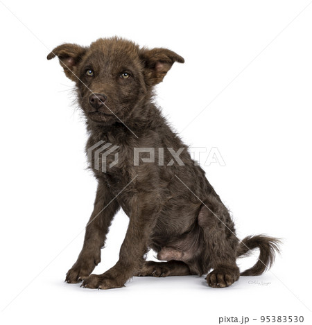 Brown pup on white background Brown pup on white background 95383530