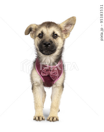 Puppy in harnas on white background 95383531