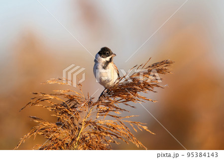 The common reed bunting (Emberiza schoeniclus) The common reed bunting (Emberiza schoeniclus) 95384143