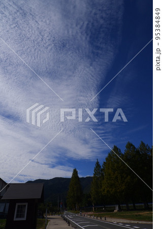 メタセコイア並木青空 メタセコイア並木青空 95384849