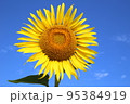 sunflower 95384919