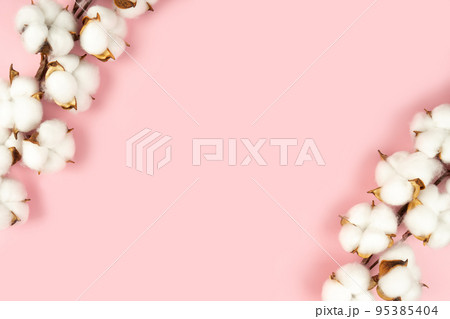 Branch of cotton flowers on pink background flat lay, copy space Branch of cotton flowers on pink background flat lay, copy space 95385404