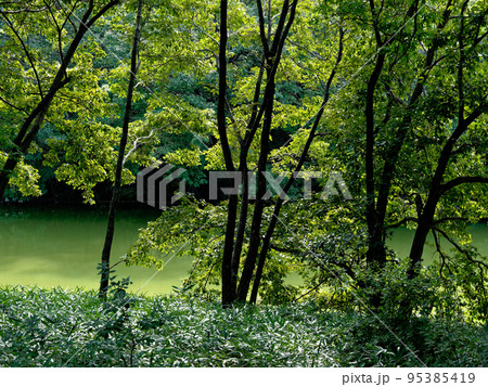 池畔林 池畔林 95385419