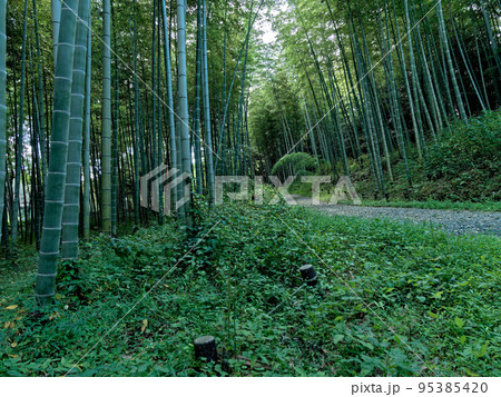 孟宗竹竹林 95385420