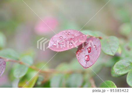 Chinese Fringe Flower or Loropetalum chinense and dew drop or rubrum Yieh or Hamamelidaceae or Chinese witch haze and rain drop Chinese Fringe Flower or Loropetalum chinense and dew drop or rubrum Yieh or Hamamelidaceae or Chinese witch haze and rain drop 95385422