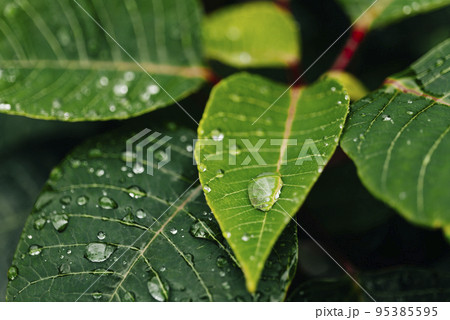 Green leaves with water drop on a plant of poinsettia, Euphorbia Pulcherrima 95385595