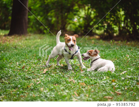 Pair of cute Jack Russell Terrier dogs meeting in park. Mating and breeding dogs concept 95385792