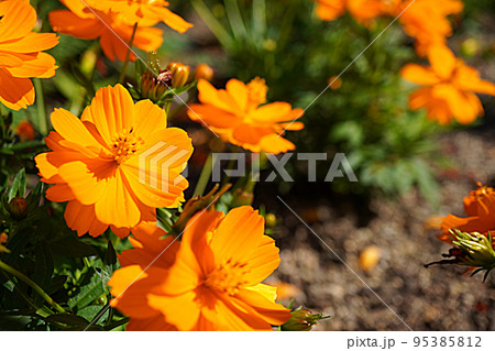 オレンジのキバナコスモスの写真 95385812