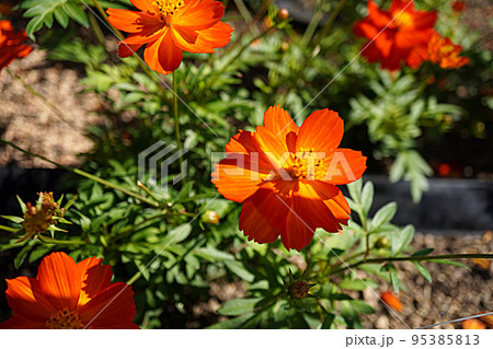 オレンジのキバナコスモスの写真 95385813