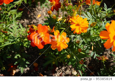 オレンジのキバナコスモスの写真 95385814