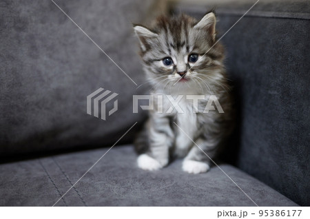 Cute sitting gray baby kitty 95386177