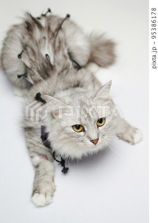 Cat recovery after surgery Cat recovery after surgery 95386178