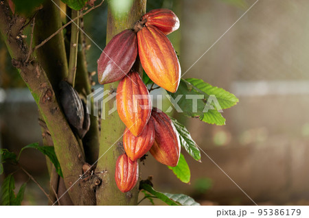Hanging orange color cocoa pod 95386179