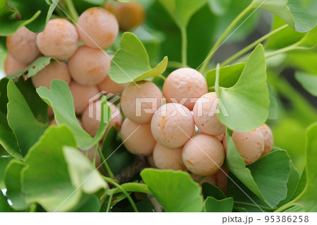 鈴なりのギンナン 95386258