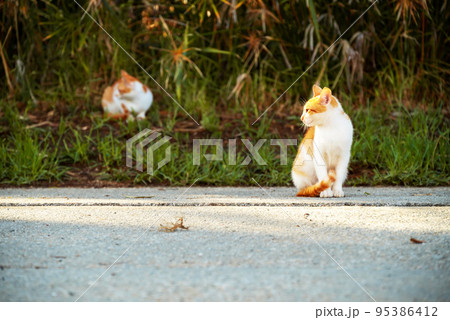 Small Greek Homeless White Red Kittens Basking In Sun on Road. Moraitika, Corfu. Shallow Depth of Field 95386412