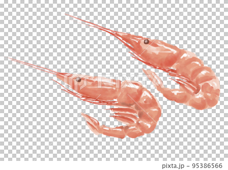 Watercolor shrimp 01_01 Watercolor shrimp 01_01 95386566