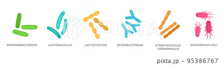 Probiotics. Bacteriology. Gastrointestinal health. Bifidobacterium, lactobacillus, lactococcus, streptococcus thermophilus, propionibacterium. 95386767