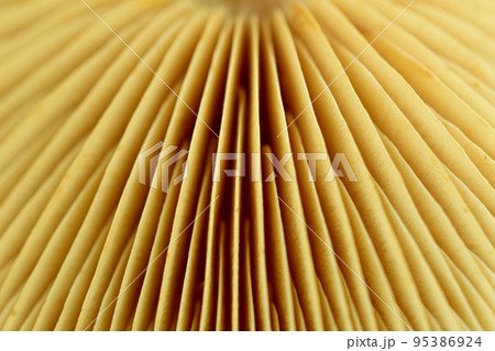 View of the mushroom cap from the inside. View of the mushroom cap from the inside. 95386924