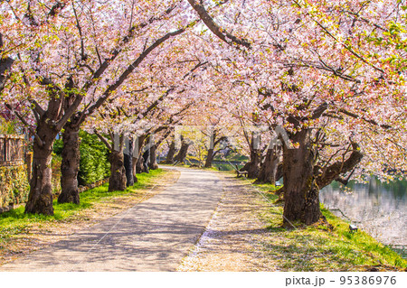 青森県　 弘前城桜祭り 95386976