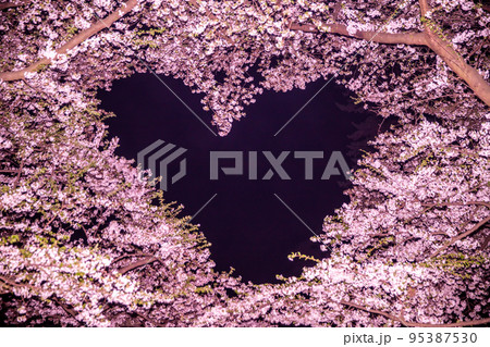 青森県 弘前城桜祭り・夜桜 青森県 弘前城桜祭り・夜桜 95387530