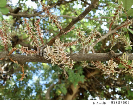 キャロブの花 95387605