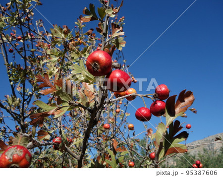 セイヨウサンザシの果実 セイヨウサンザシの果実 95387606
