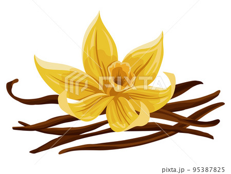 Vanilla flower, pods and sticks. Realistic vector set of isolated elements. Realistic nature spice. Yellow blossom 95387825