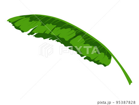 Tropical bananas, palm foliage and leaves. Vector design isolated element. Fresh natural green plant 95387828