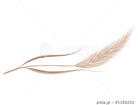 Pampas grass branch. Dry feathery head plume, used in flower arrangements, ornamental displays, interior decoration, fabric print, wallpaper, wedding card. Golden ornament element in boho style 95388202