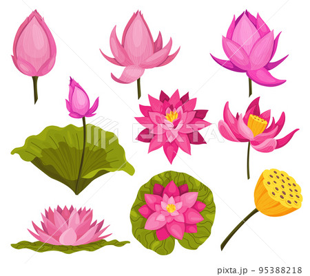 Lotus. Pink flowers set. Stems and leaves for advertising and invitations. Blossoms, bud opening, an aquatic plant. 3D design. Composition of isolated objects for design Lotus. Pink flowers set. Stems and leaves for advertising and invitations. Blossoms, bud opening, an aquatic plant. 3D design. Composition of isolated objects for design 95388218