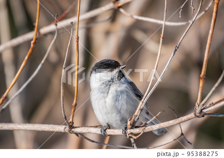 Cute bird the willow tit, song bird sitting on a branch without leaves in the winter. 95388275