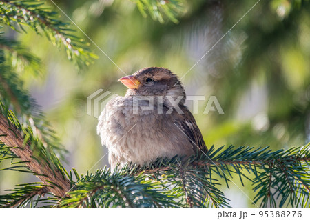 Sparrow sits on a fir branch in the sunset light. 95388276