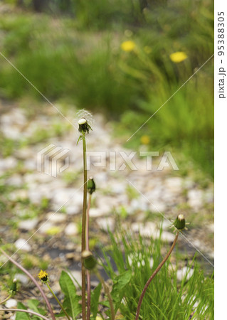 Dandelion with flying white seeds on lawn. Summer spring natural landscape 95388305