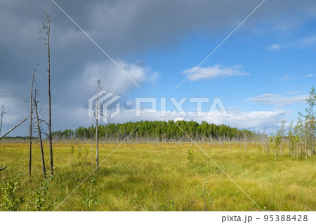 Dry trees in swamps against a blue sky with clouds 95388428