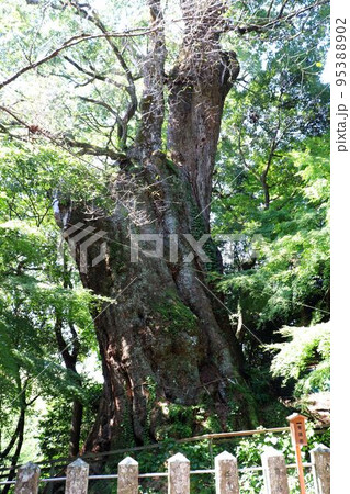 柞原八幡宮の大クス 95388902