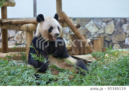 おいしそうに竹を食べる良浜 おいしそうに竹を食べる良浜 95389159