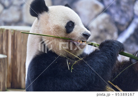 おいしそうに竹を食べる良浜 95389167